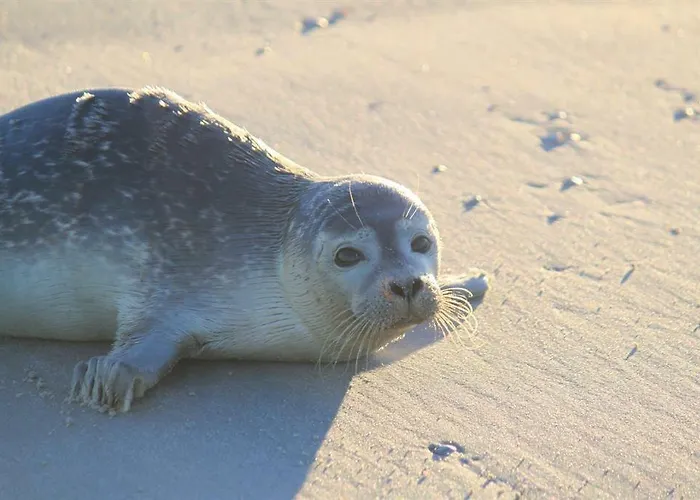 Lägenhet Stecher-schulz *